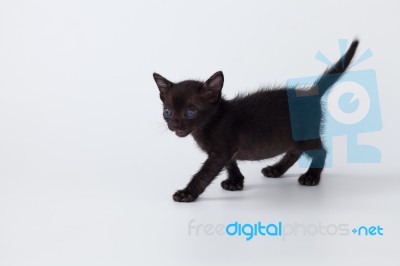 Cute Kitty Black Cat Walking On White Background Stock Photo