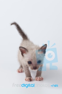 Cute Kitty Cat Looking On White Background Stock Photo