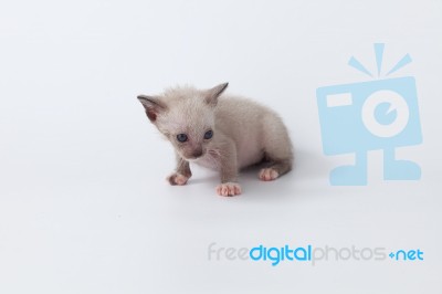 Cute Kitty Cat Looking On White Background Stock Photo