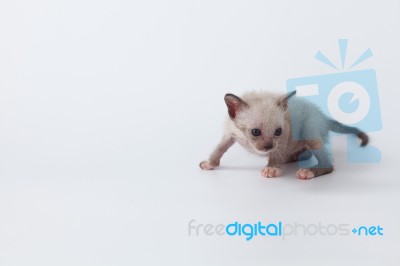 Cute Kitty Cat Looking On White Background Stock Photo