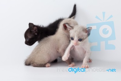 Cute Kitty Cat Playing On White Background Stock Photo