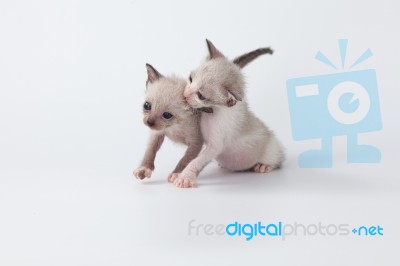 Cute Kitty Cat Playing On White Background Stock Photo