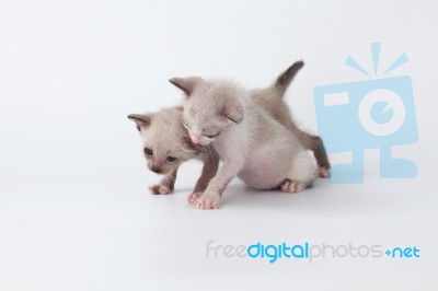 Cute Kitty Cat Playing On White Background Stock Photo