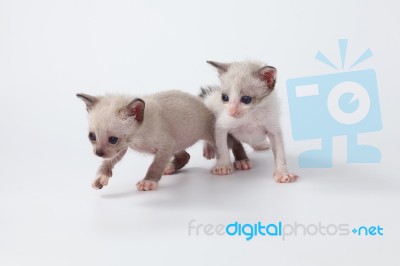 Cute Kitty Cat Playing On White Background Stock Photo