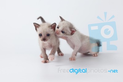 Cute Kitty Cat Playing On White Background Stock Photo