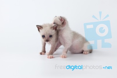 Cute Kitty Cat Playing On White Background Stock Photo