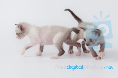 Cute Kitty Cat Playing On White Background Stock Photo