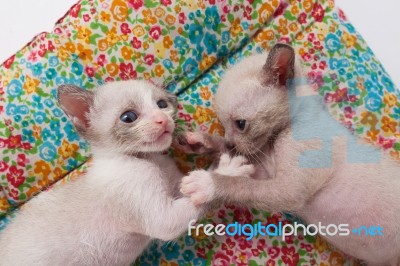 Cute Kitty Cat Playing Relax Cozy Stock Photo