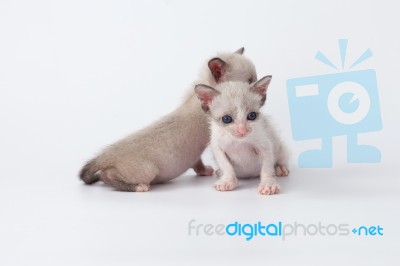 Cute Kitty Cat Relax On White Background Stock Photo