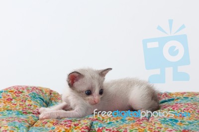 Cute Kitty Cat Relax On White Background Stock Photo