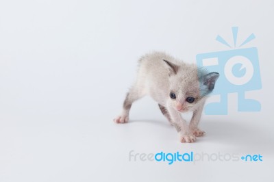 Cute Kitty Cat Walking On White Background Stock Photo