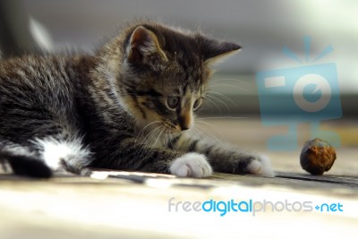 Cute Kitty Playing With A Walnut Stock Photo