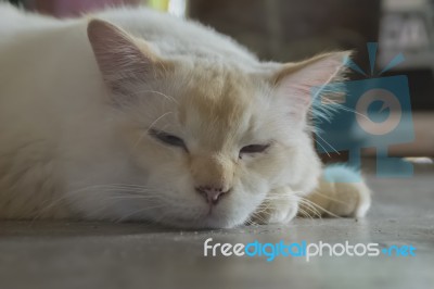 Cute Lazy Cat On The Floor Stock Photo