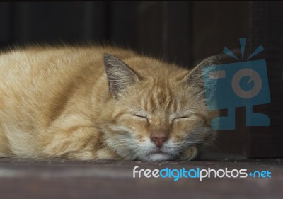 Cute Lazy Cat On The Floor Stock Photo