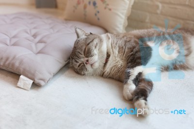 Cute Little Cat Kitten Sleeps Stock Photo