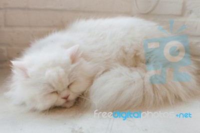 Cute Little Cat Kitten Sleeps Stock Photo