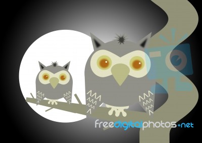 Cute Owls Stock Image