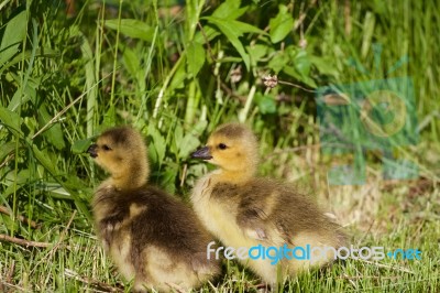 Cute Pair Of Chicks Stock Photo