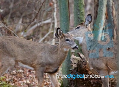 Cute Pair Of Deers Are Showing Their Love Stock Photo