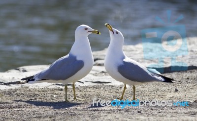 Cute Pair Of Gulls On The Shore Stock Photo