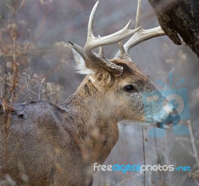 Cute Photo Of The Deer With Horns Stock Photo