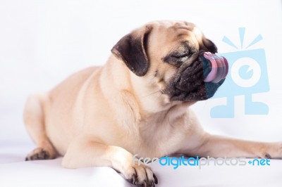 Cute Pug Dog Feel Boring Stock Photo