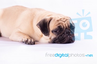 Cute Pug Dog Feel Boring Stock Photo