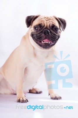 Cute Pug Dog Feel Boring Stock Photo