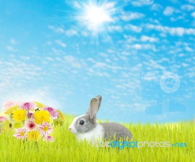 Cute Rabbit And Beauty Flower Spring Season Background Stock Photo