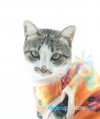 Cute Siamese Cat In The Clothes On White Background Stock Photo