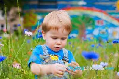 Cute Small Boy At The Field Of Flowers Having Good Time Stock Photo