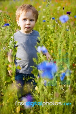 Cute Small Boy At The Flower Field Of Flowers Stock Photo