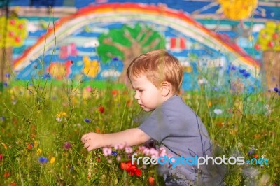 Cute Small Boy At The Flower Field Of Flowers Stock Photo