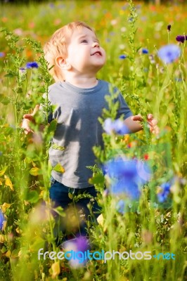 Cute Small Boy At The Flower Field Of Flowers Stock Photo