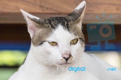 Cute Thai Cat Stock Photo