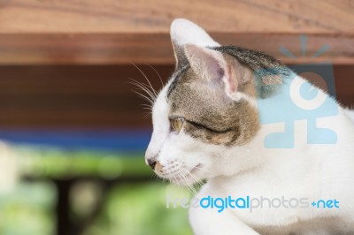 Cute Thai Cat Stock Photo