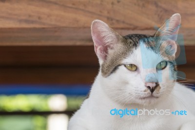 Cute Thai Cat Stock Photo