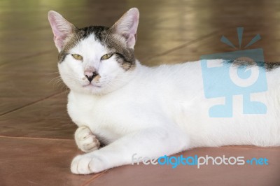 Cute Thai Cat Stock Photo