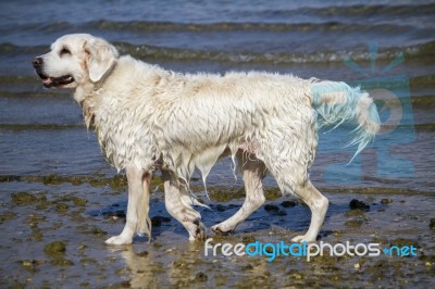 Cute Wet White Dog Playing In The Water Stock Photo