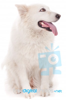 Cute White Dog Stock Photo