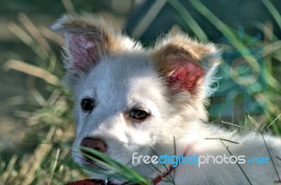 Cute White Dog Stock Photo