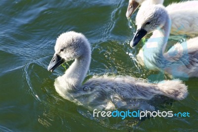 Cute Young Chick Og The Mute Swans Close-up Stock Photo