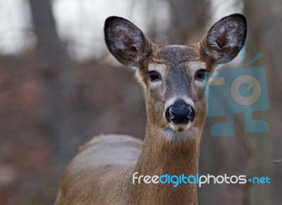 Cute Young Deer Stock Photo