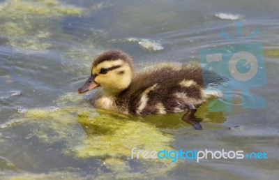 Cute Young Duck Stock Photo