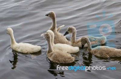 Cute Young Mute Swan Is Trying To Take Off With His Small Wings Stock Photo