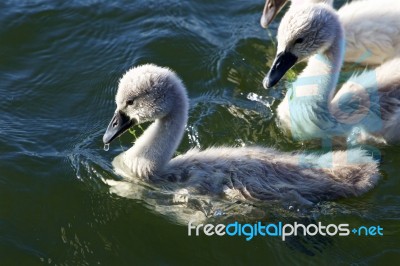 Cute Young Mute Swans Are Swimming Stock Photo