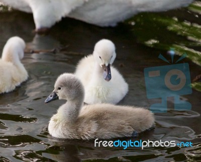 Cute Young Mute Swans Are Swimming In The Lake On The Evening Stock Photo