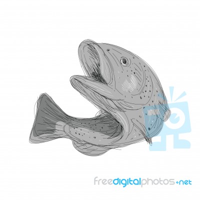 Cutthroat Trout Jumping Drawing Stock Image