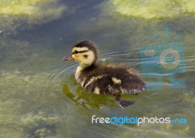 Cuttie Of The Ducks Stock Photo