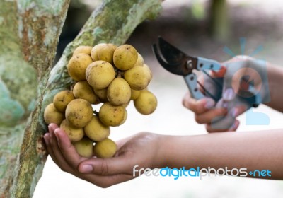 Cutting Bunch Of Lanzones Stock Photo